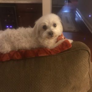 Meet your Posher, Donna